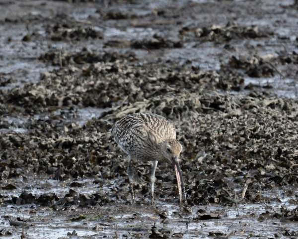 World Curlew Day 2026