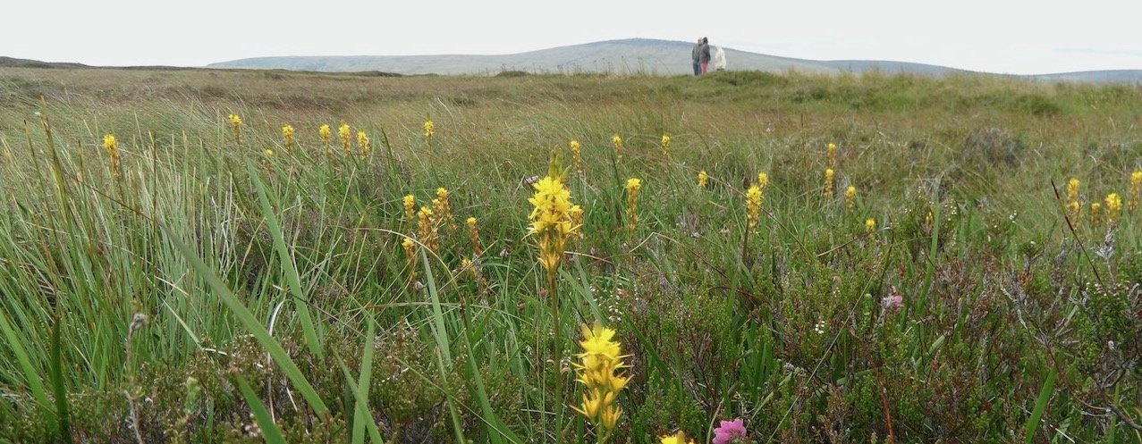 Liffey head bog SAM_6537.jpeg