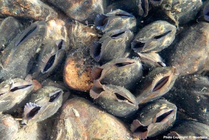 Creed announces appointment of Project Team for new Freshwater Pearl Mussel programme