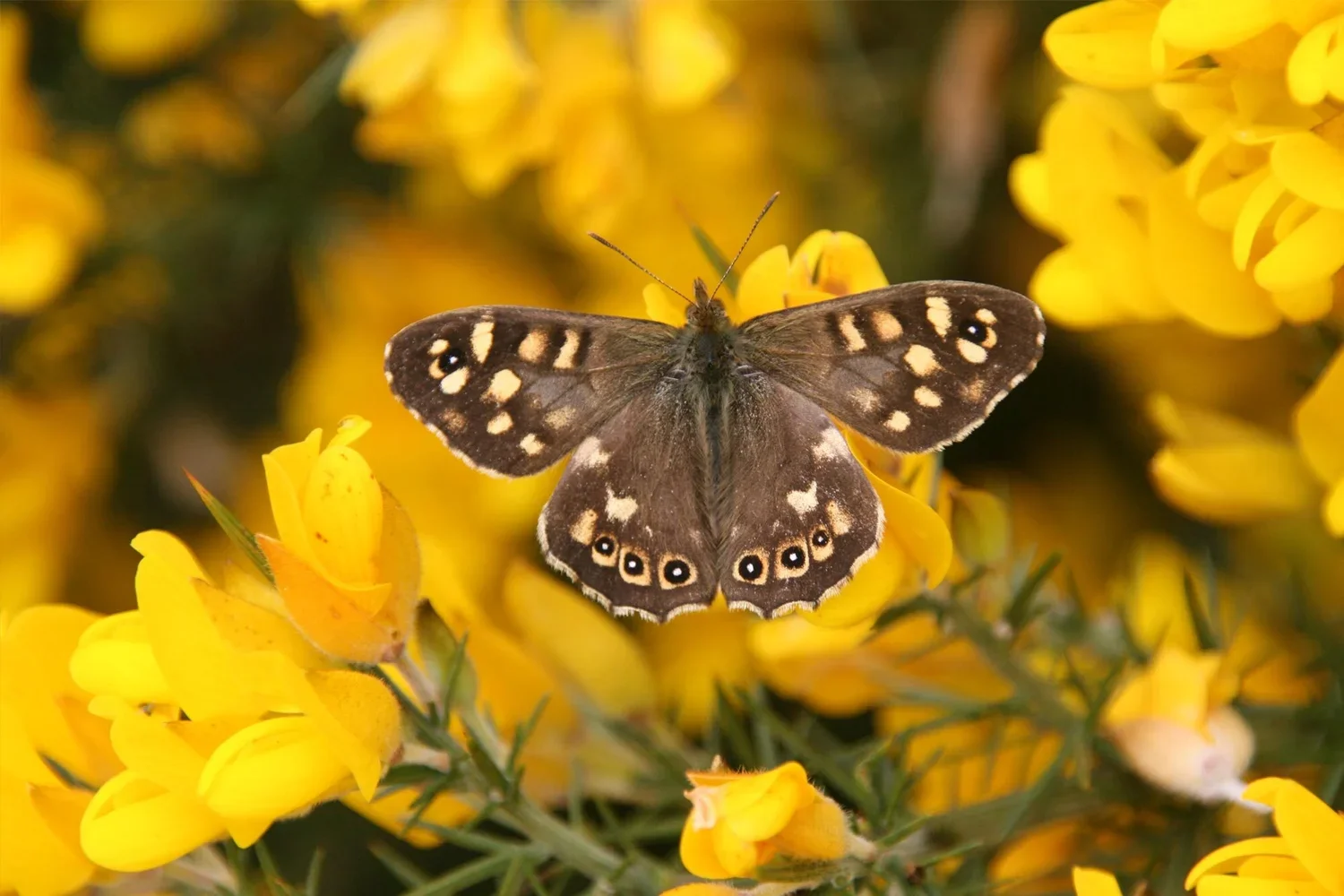 brown butterfly.webp