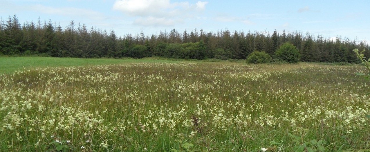 Forestry and fen SAM_6093.jpeg