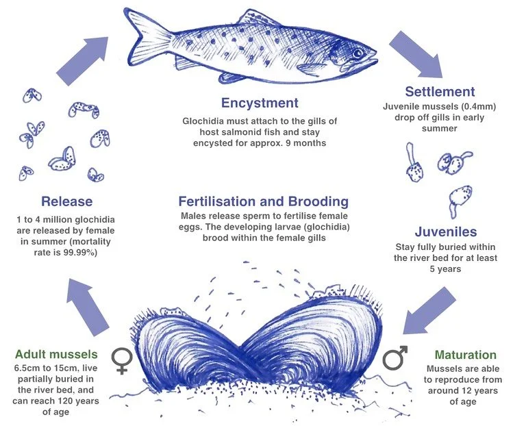 Diagram showing the life cycle of salmon, including stages of release, encystment, fertilization, juveniles, maturity, settlement, and adult mussels.