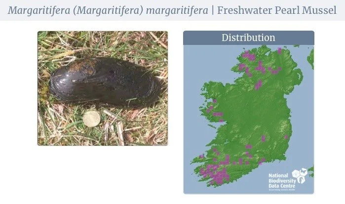 Photograph of a freshwater pearl mussel on grass next to a small coin, with a map of Ireland showing its distribution in purple.