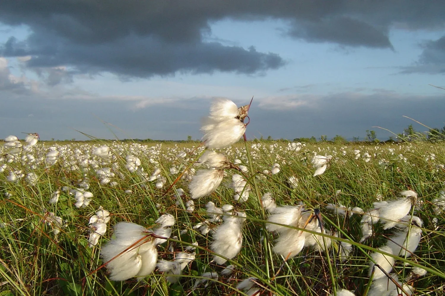 bog cotton2.0.webp
