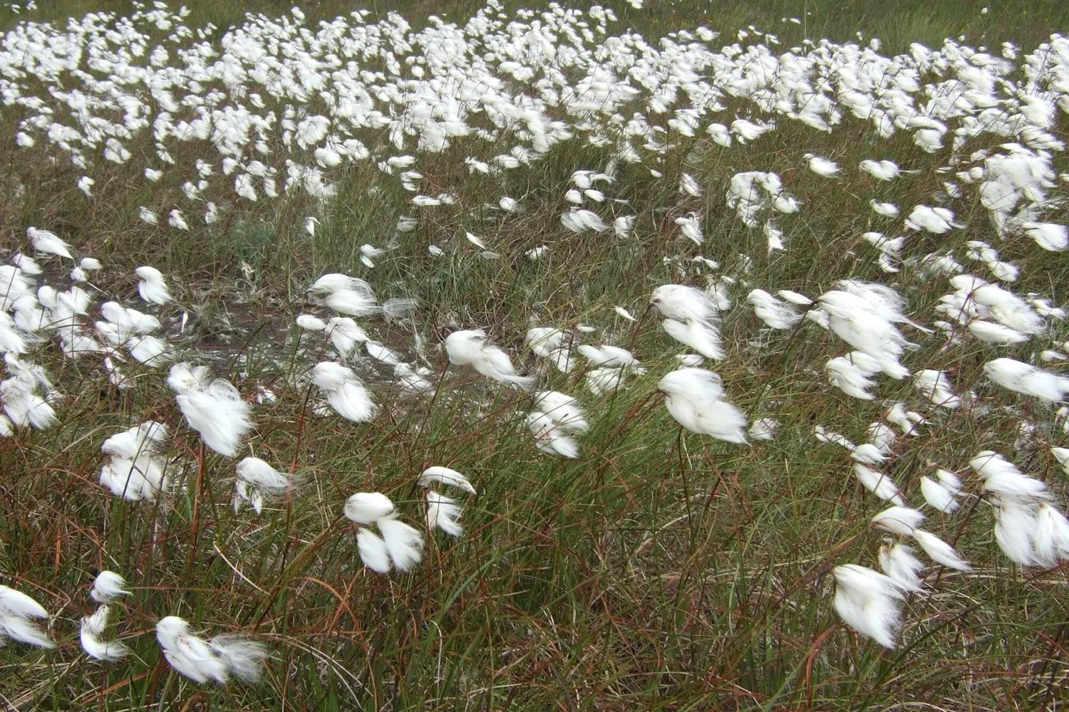bog cotton.webp