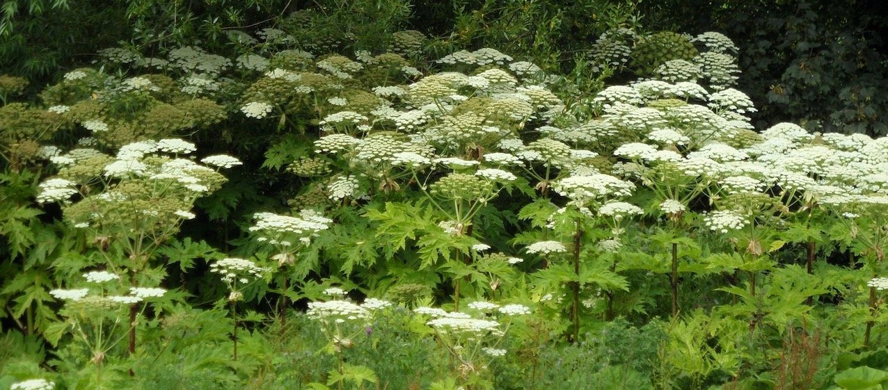 Hogweed invasive SAM_5703.jpeg