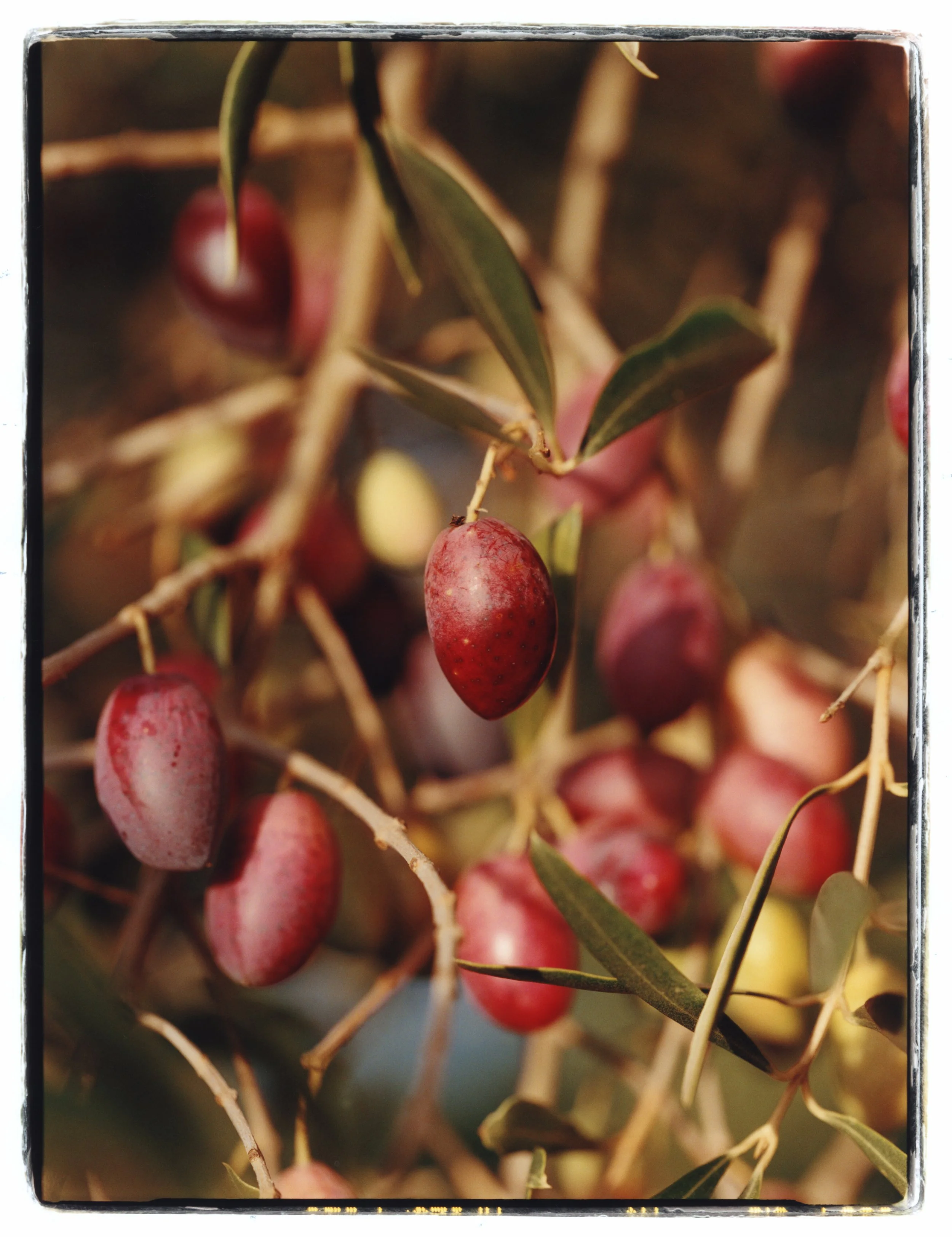 TANGUY-SERGHERAERT-2025-REGAIN MAGAZINE-17.jpg