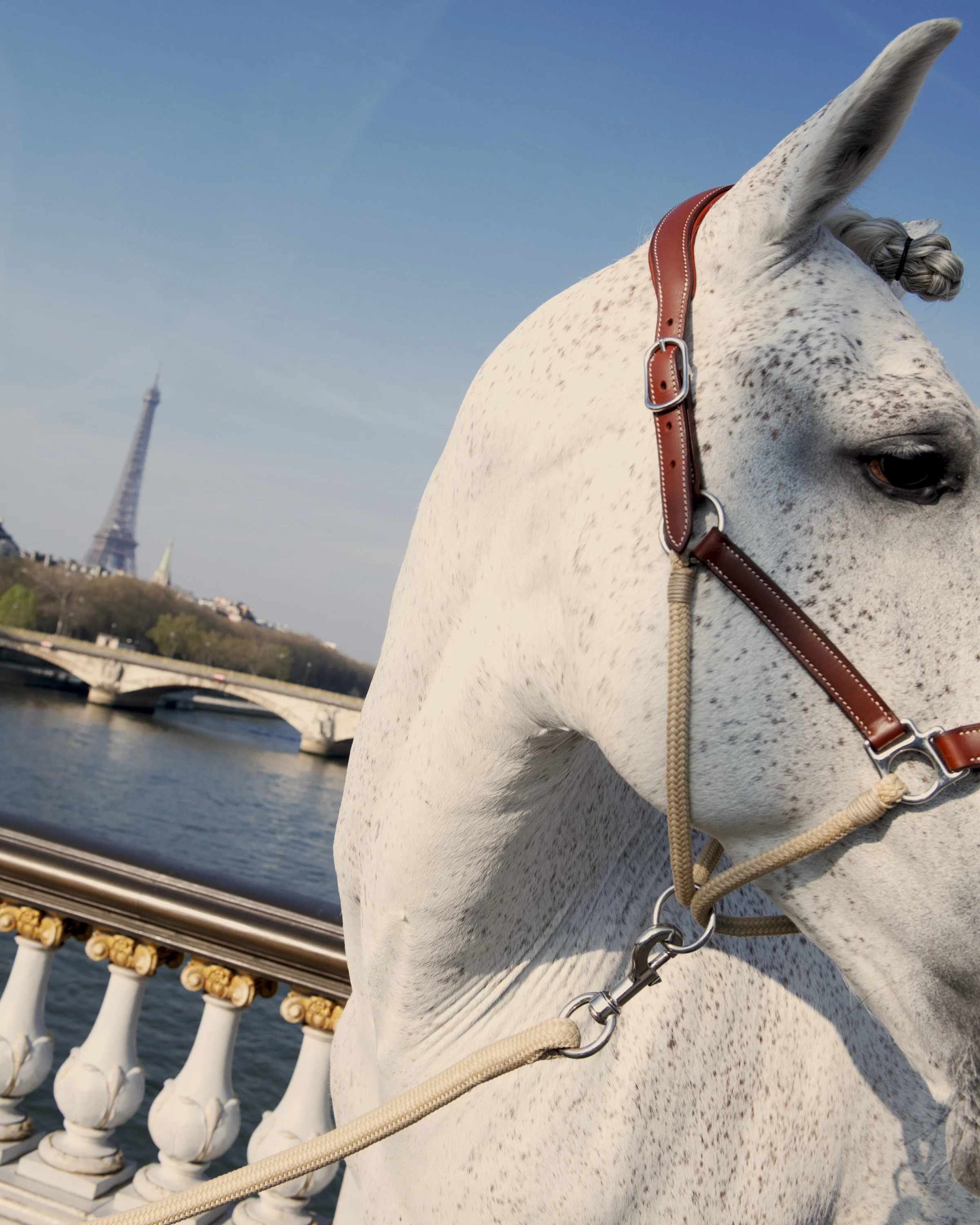 TANGUY SERGHERAERT-LE SAUT HERMÈS-QUADRIGA- 01-2.jpg