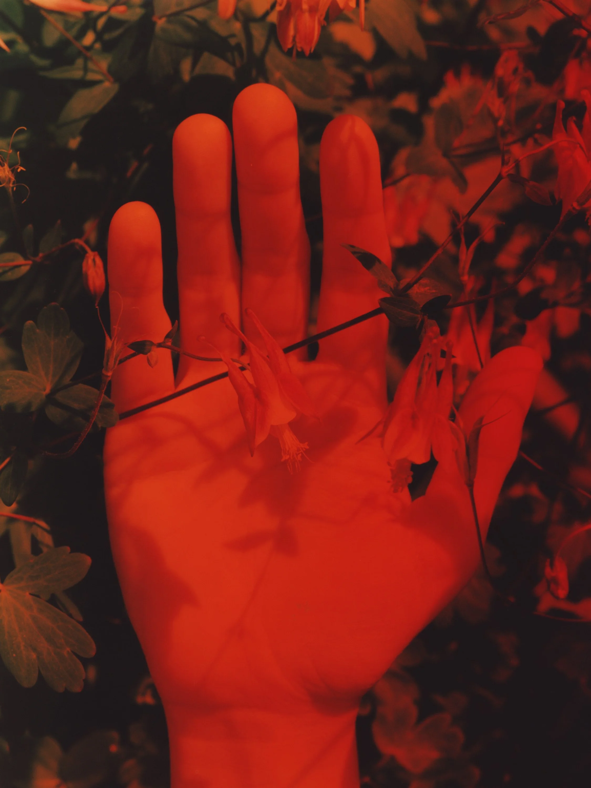 TANGUY SERGHERAERT-NYC STILL LIFE-QUADRIGA- 02.jpg