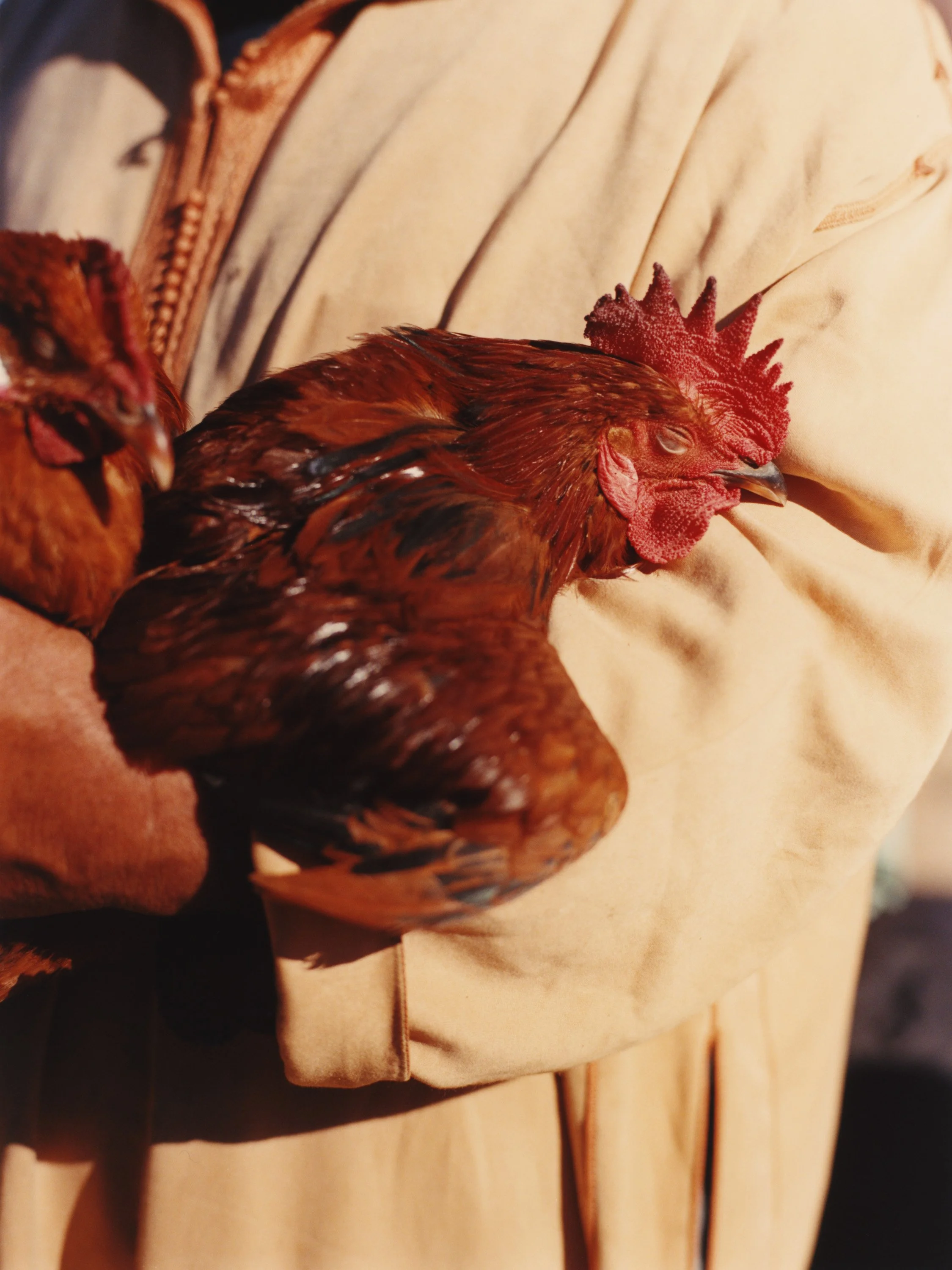 TANGUY SERGHERAERT-MOROCCO 2024-QUADRIGA- 04.jpg