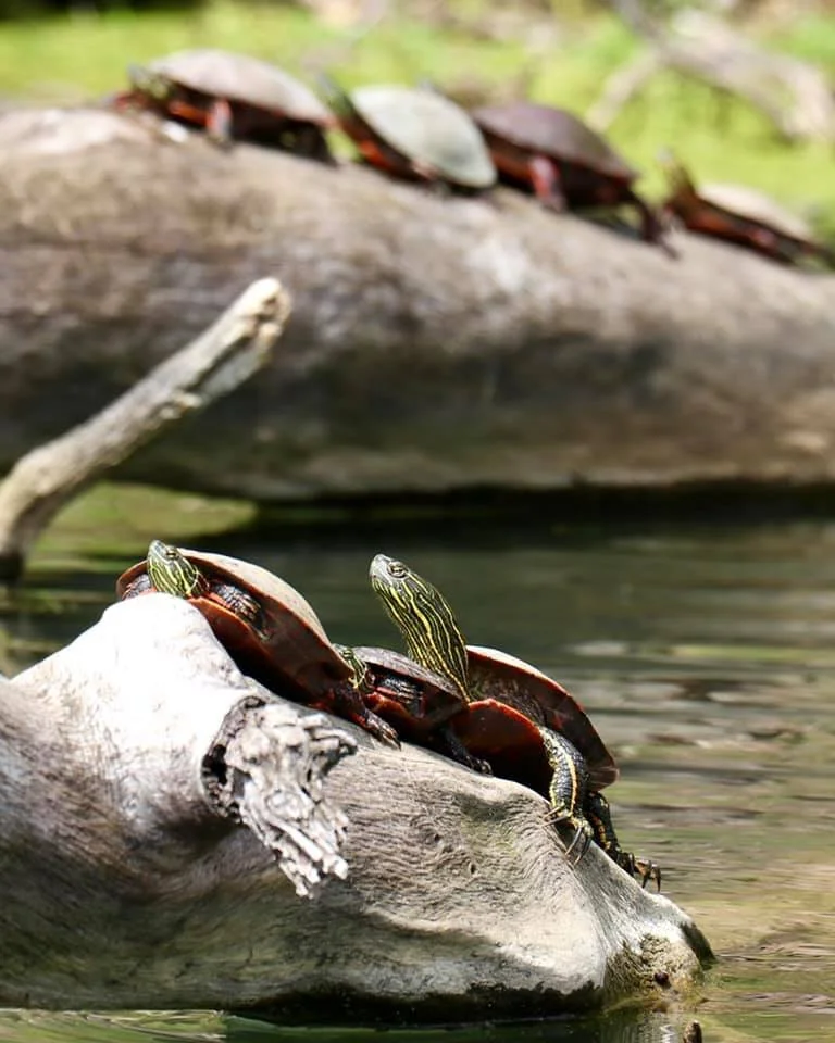 Nature Station: Turtles