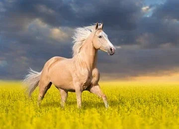 palomino-horse-long-blond-male-260nw-303425381.webp