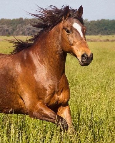 Brown-Horse-Photo.jpg