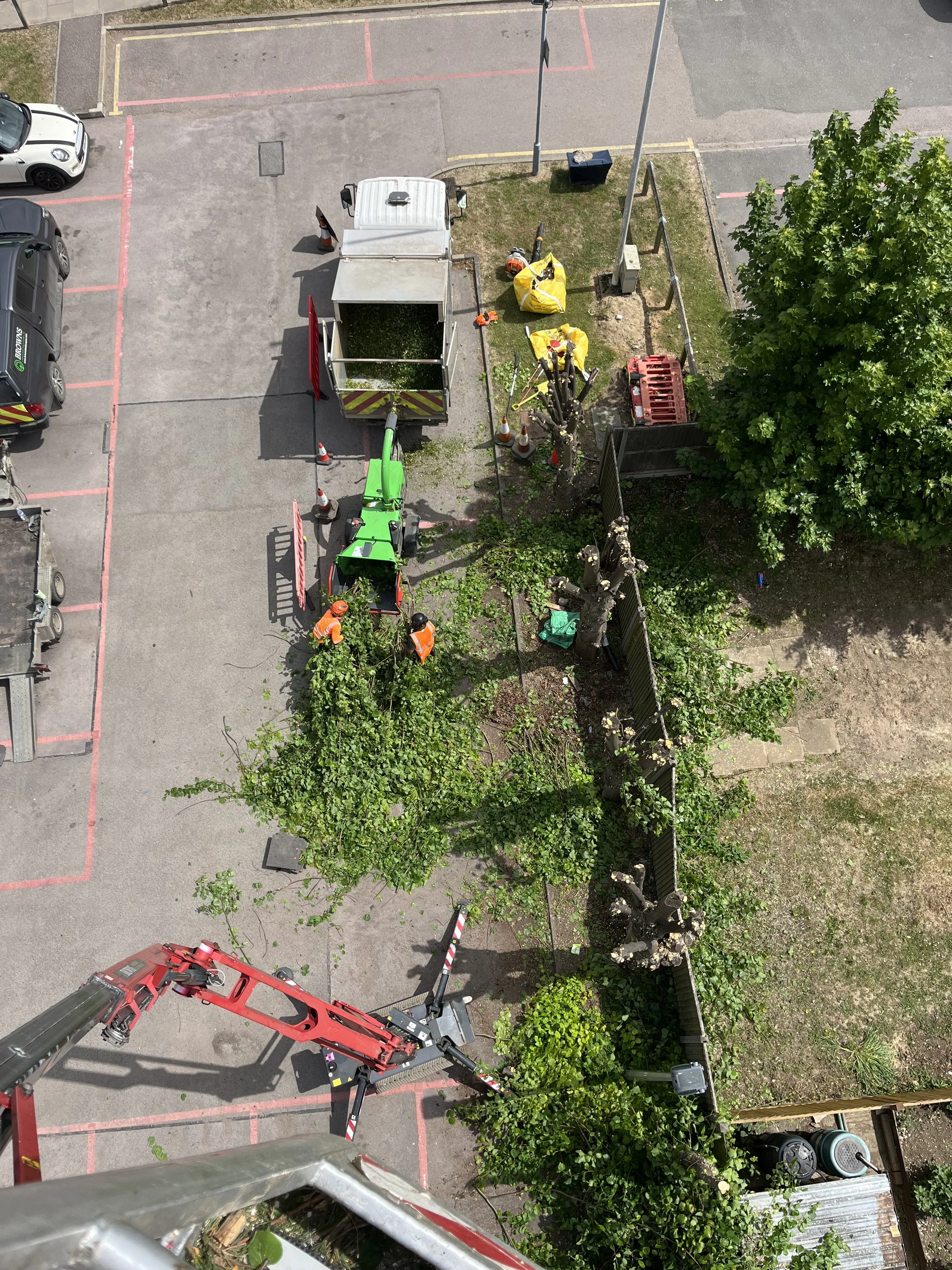 Browns Landscape Solutions Tree Pollarding Dunstable