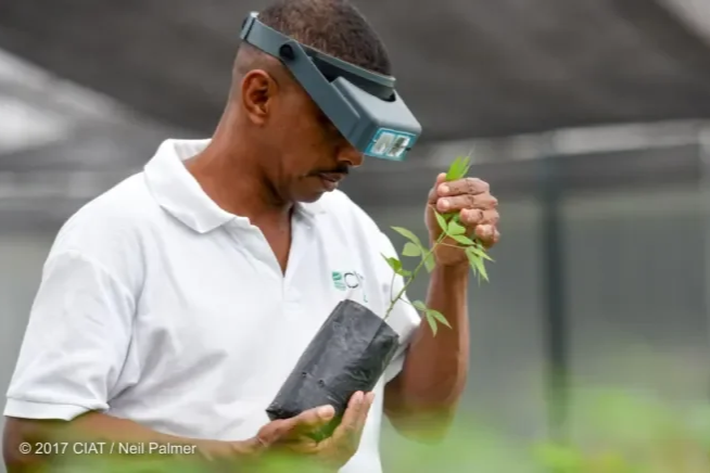 Man inspects plant at  CIAT's Agrobiodiversity Research Area