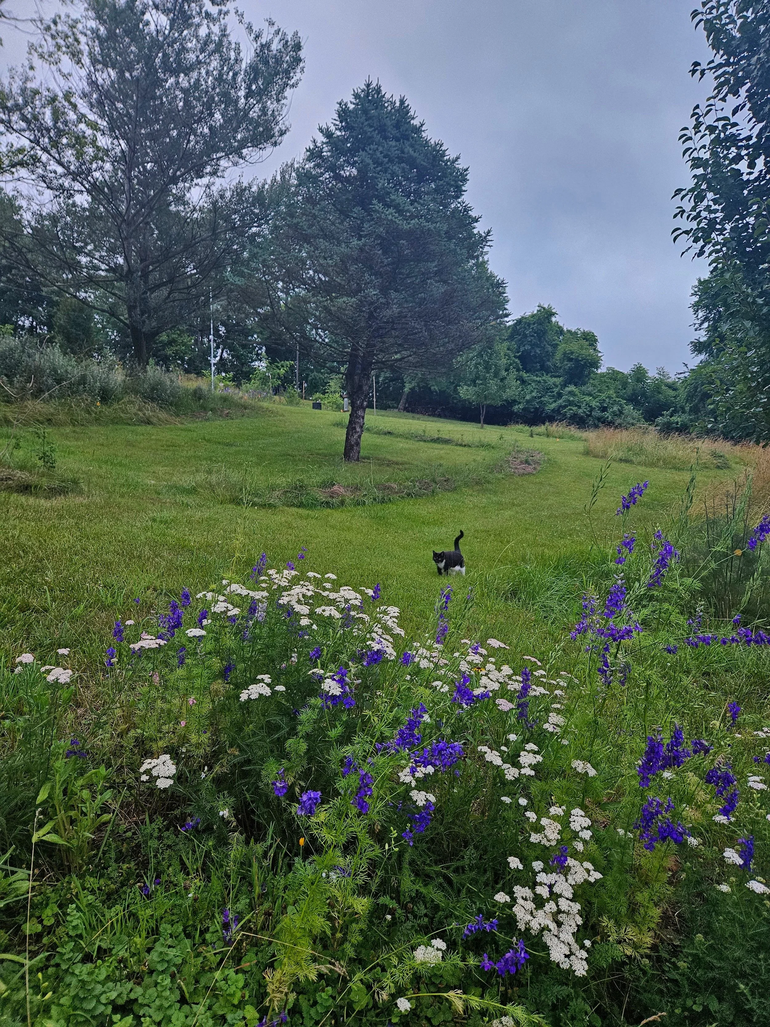 Larkspur