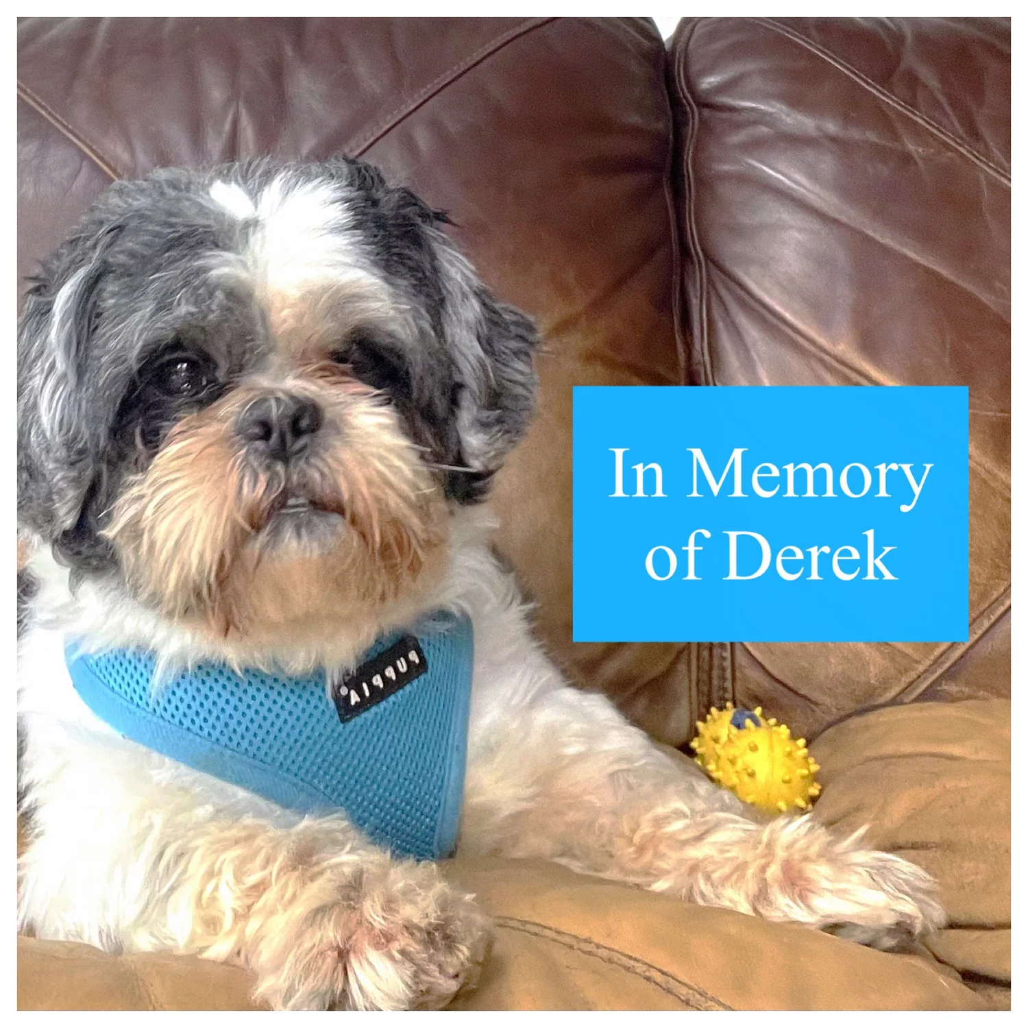 Alumni — Red Leash Rescue