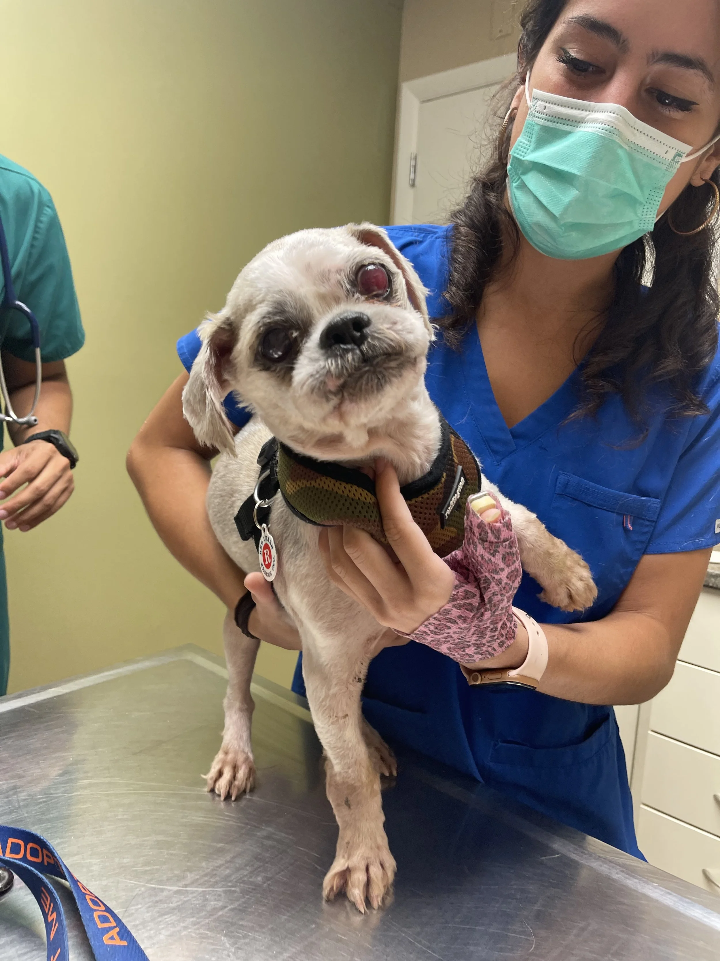 Available Dogs — Red Leash Rescue