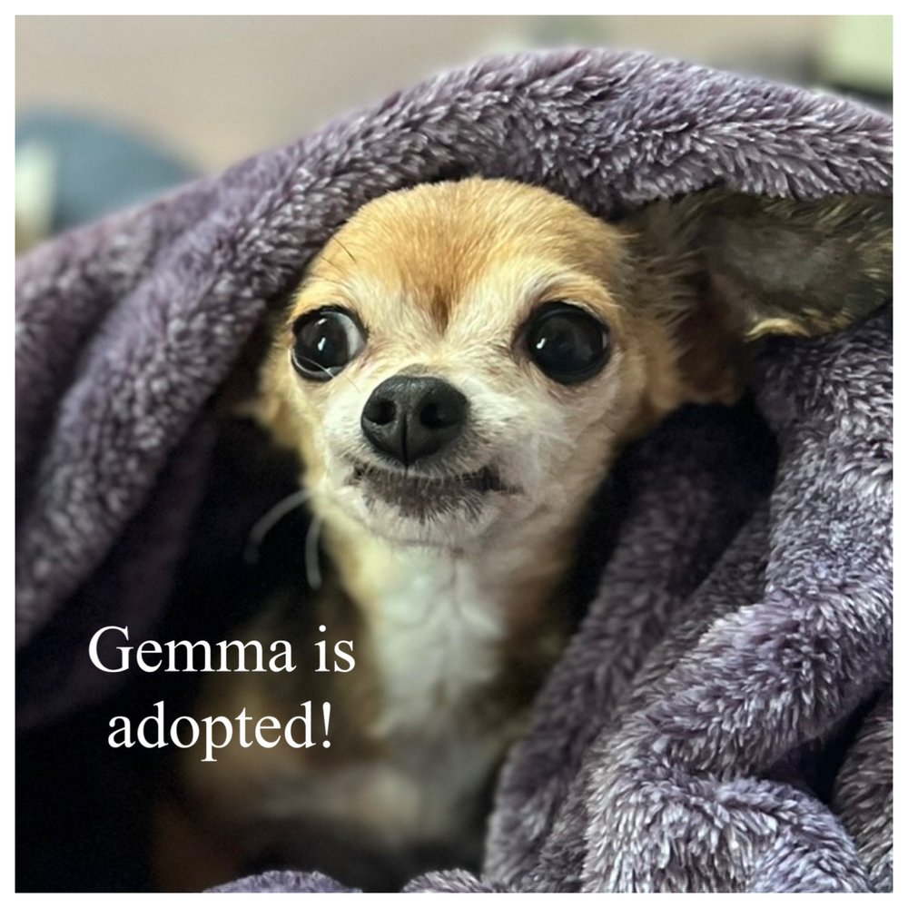 Alumni — Red Leash Rescue