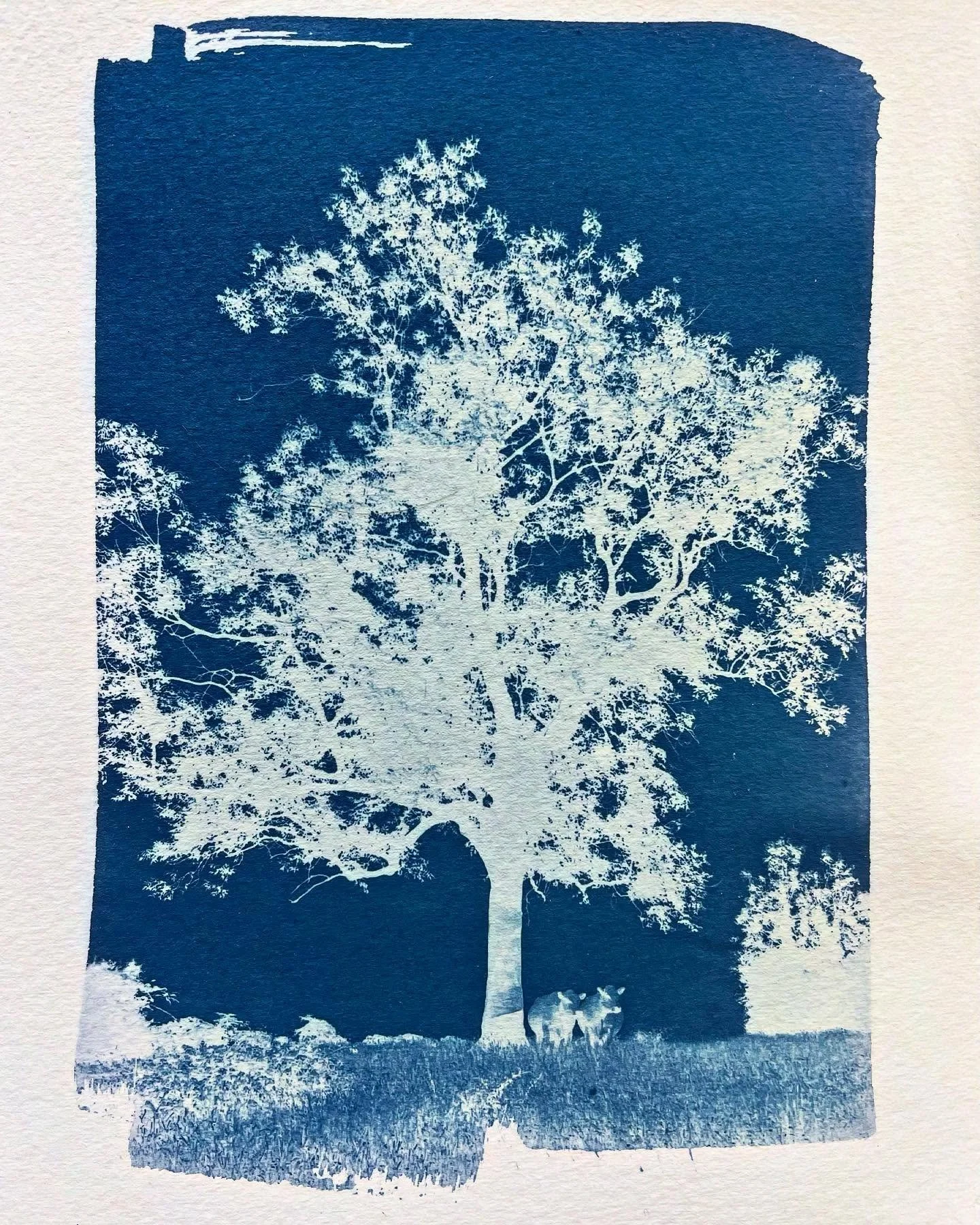 Cyanotype of the Cotswold Ash tree with resting cows, made the cyanotype on an inspiring workshop with @melissamahonart @emergeinbath #cyanotype #cyanotypeprint #ashtree #ashtreedieback #photography #printing #minchinhamptoncommon #National trust #em