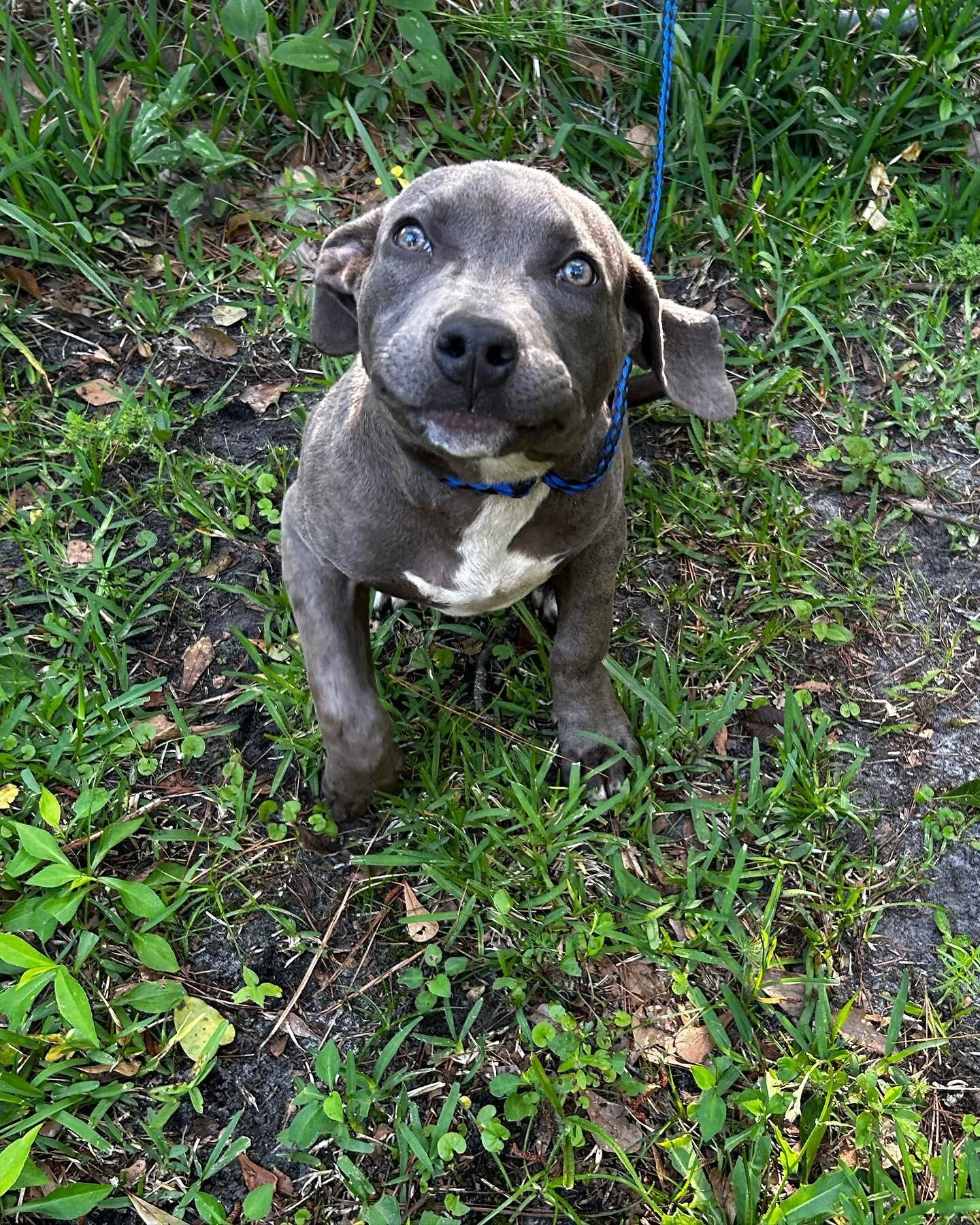 Introducing another one of our newest members, Hans Solo! This little boy came from a rural shelter in SC with pretty significant scarring along his back. Fortunately whatever happened to this boy, he doesn&rsquo;t hold it against him &amp; loves eve