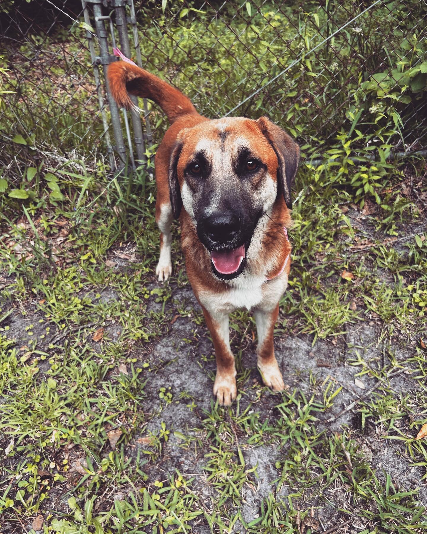 Introducing another new boi to the rescue, mister Fireball! This insanely handsome boy was pulled from our rural shelter partner in SC. How Fireball ended up there, we will never know. But we know he&rsquo;s got nothing but a good life ahead of him! 