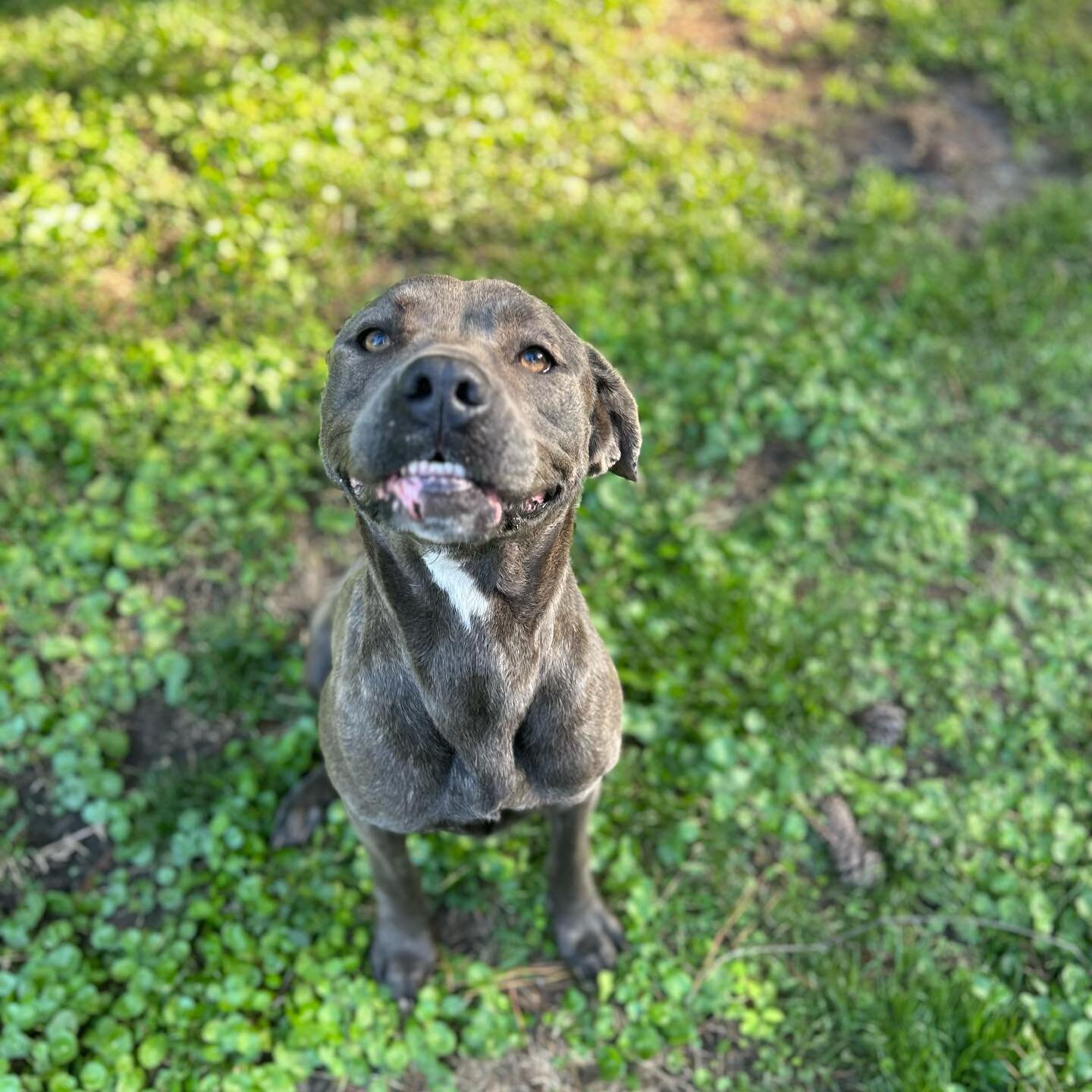 Another new member we welcomed today, miss Ivy! Ivy is a beautiful 4 year old Cane Corso mix currently around 65 pounds! This lady was found wandering as a stray in rural SC and sadly after spending some lengthy time at the shelter we finally were ab