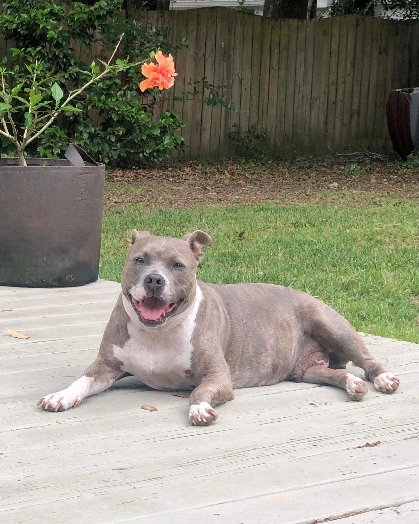 Vienna, there&rsquo;s so much we could say about you, you&rsquo;re quiet literally perfect. We are all honestly stunned that Vienna hasn&rsquo;t found her forever home yet. Vienna was found as a stray heavily pregnant in rural SC back in February! Vi