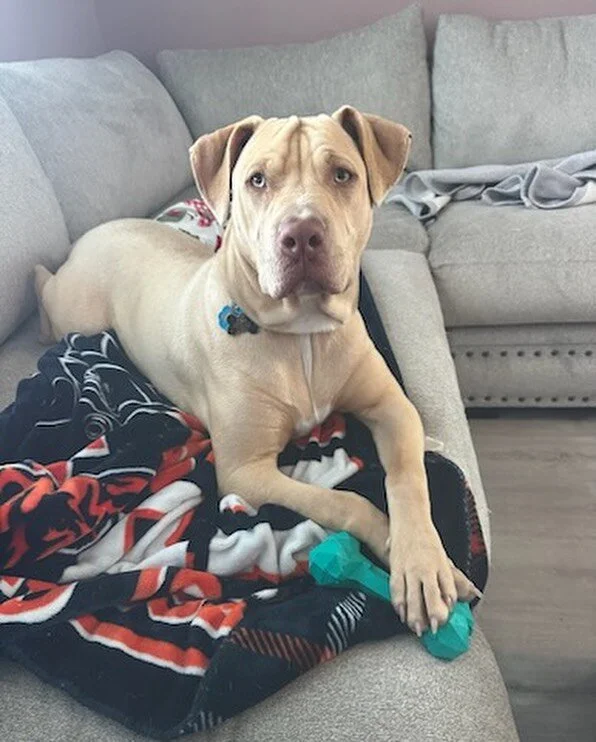 🚨Oh Andy, there&rsquo;s so much to say about you but we&rsquo;ll keep it short &amp; sweet because finding you a new foster or adopter is what&rsquo;s important. Andy came from a horrific hoarding case in rural Horry County. 46 dogs were tied to tre