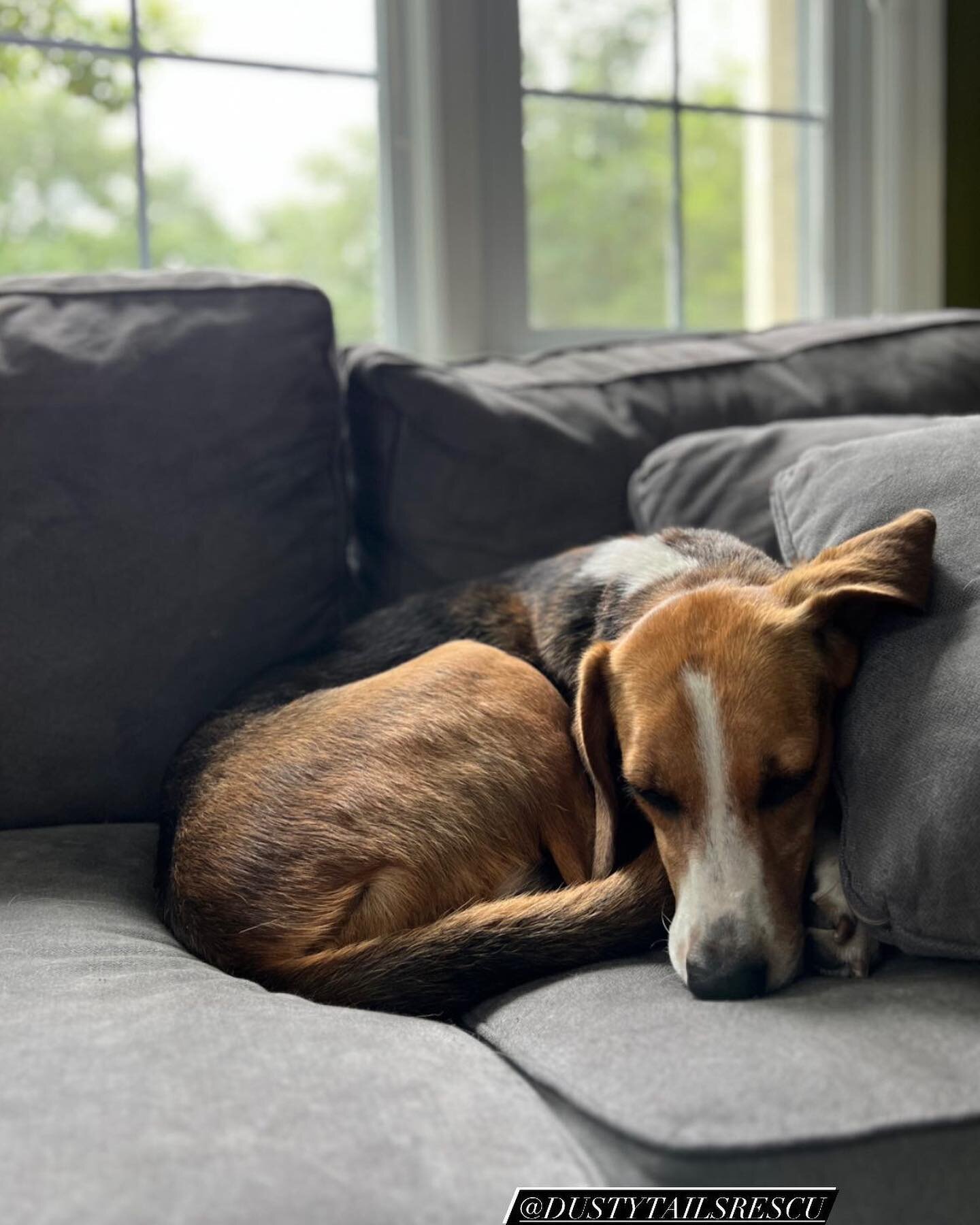 Celebrating National Rescue Dog Day by highlighting one of two long timers, Miss Apple Pie! Apple Pie is a stunning hound lady who&rsquo;s around 6 years old and found herself in a rural shelter with little hope of ever making it out. Sadly the South
