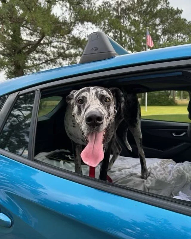 ‼️COURTESY POST: IF WE CAN FIND A FOSTER WE CAN HELP THIS GIRL‼️ Her name is Sky she is a 6 year old pure bred Great Dane. Loves to cuddle and lay on the couch. She came from a home where she was left outside all day and they were going to put her do