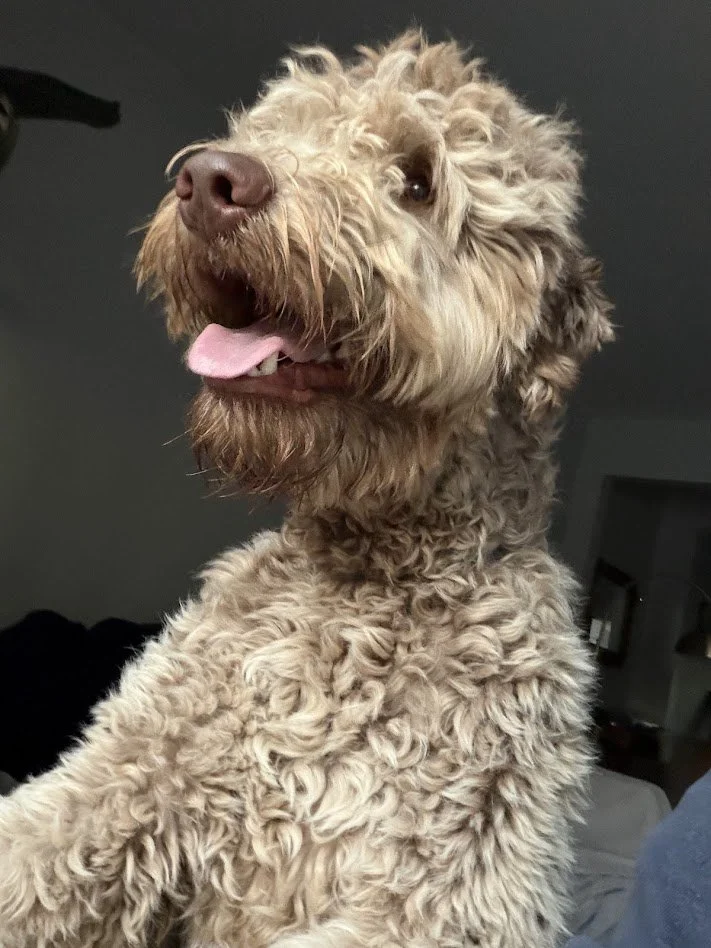 Training event with Coastal Dog Training 