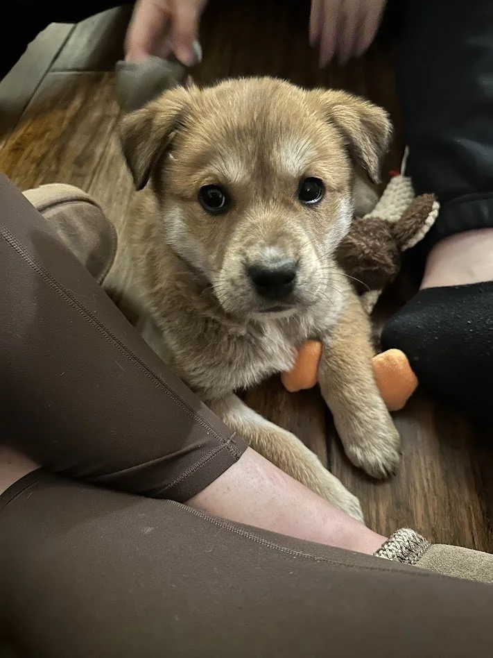 Puppy Pilates with Restoration Hotel 