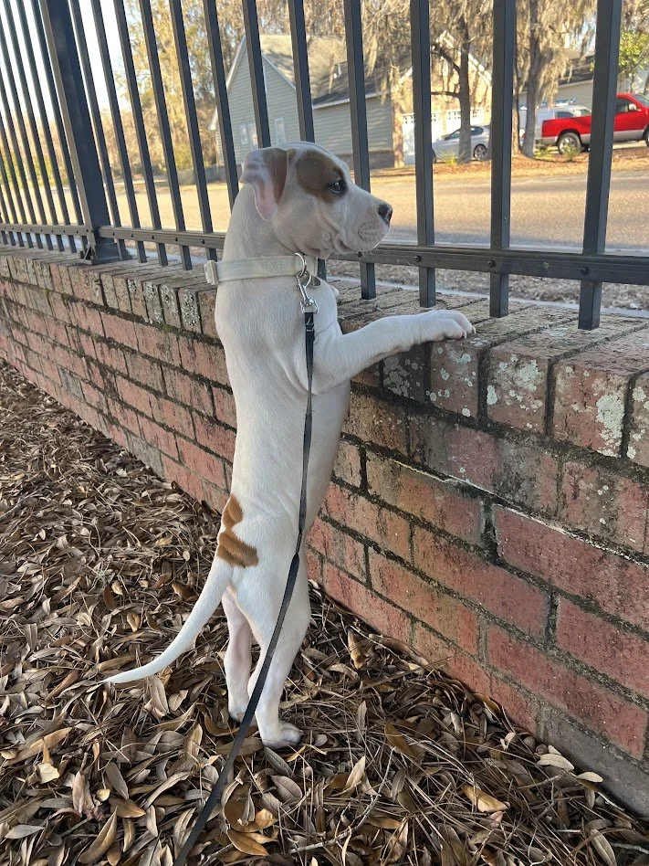 Blood drive/ Adoption event 