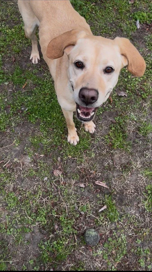 Isle of Paws w. IOP REC