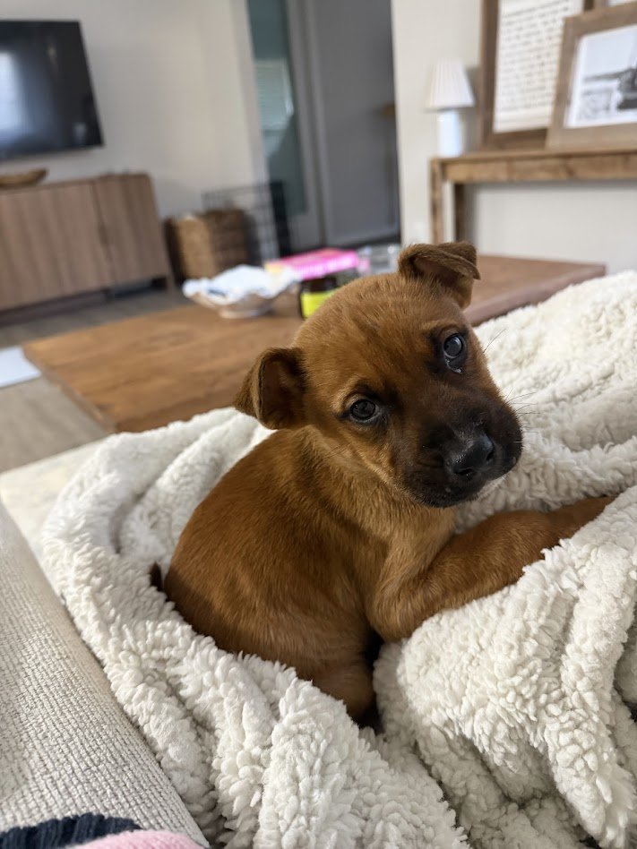 Puppy Yoga w/ Wild Dunes 