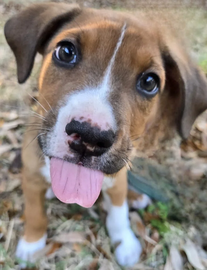 Dusty Tails Group Training 