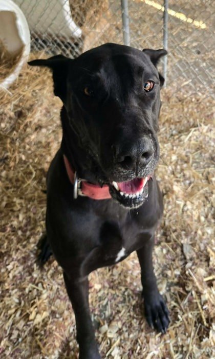 Dusty Tails Group Training 