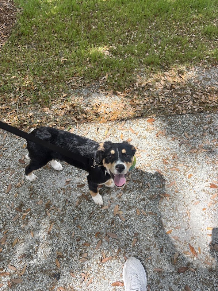 Petsmart Adoption Event West Ashley 
