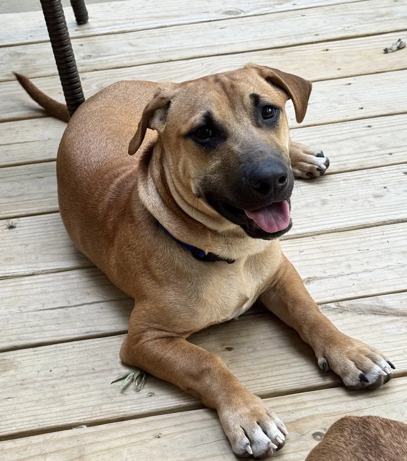 Spring Luau at Island Cabana Bar 