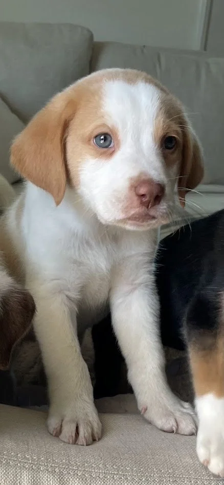 Petsmart in West Ashley 