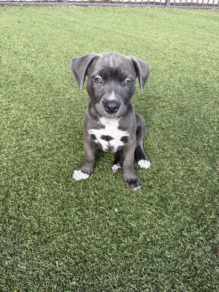 Coastal Dog Training 