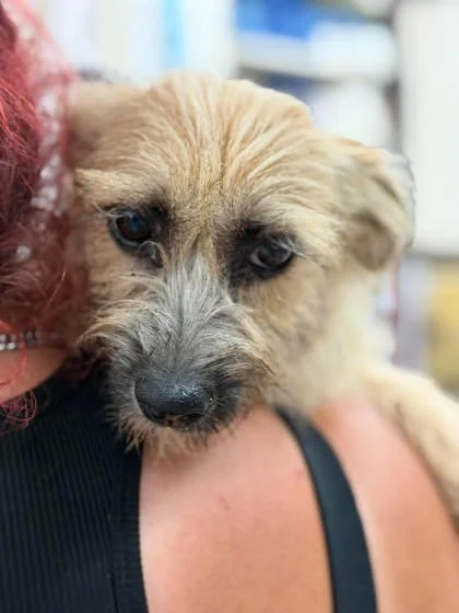 Petsense in Goose Creek Adoption Event 