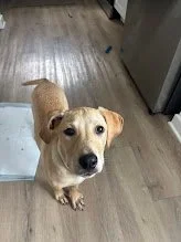 Coastal Dog Training 