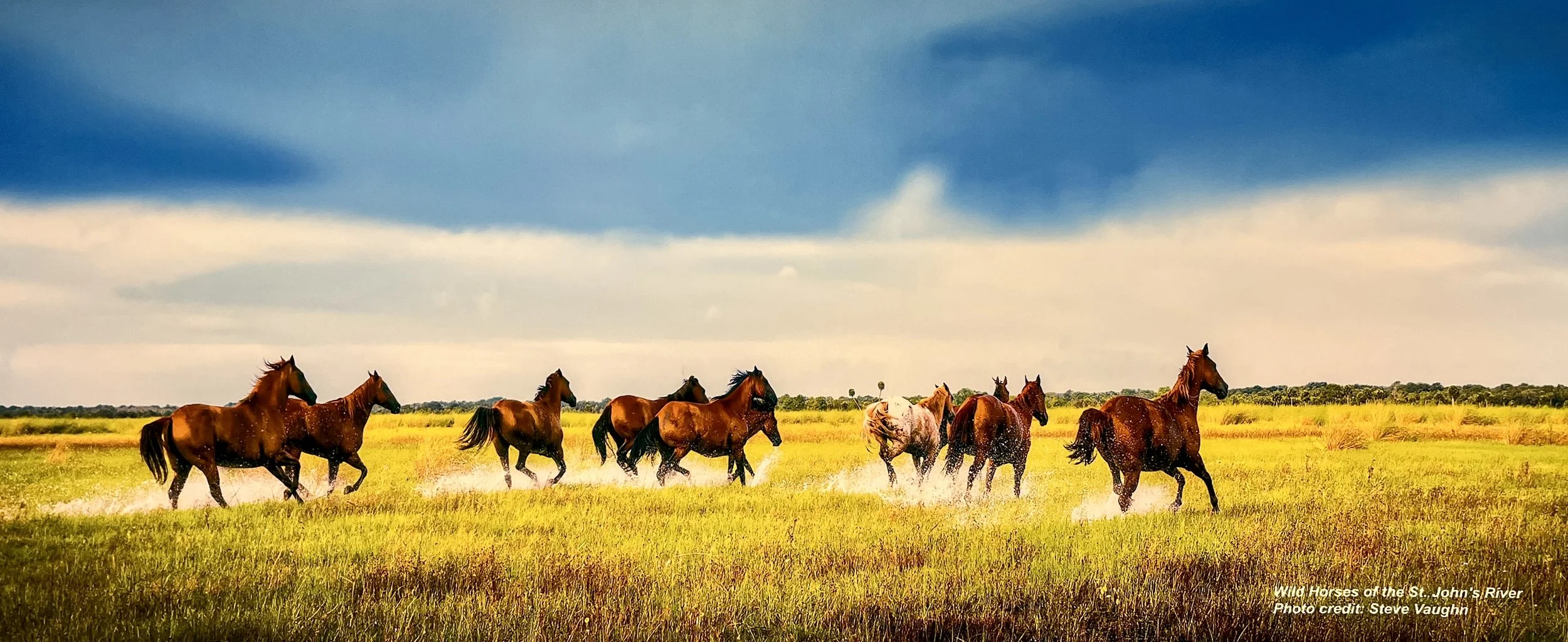 A group of wild horses running through a grassy field near the St. John River under a cloudy sky.