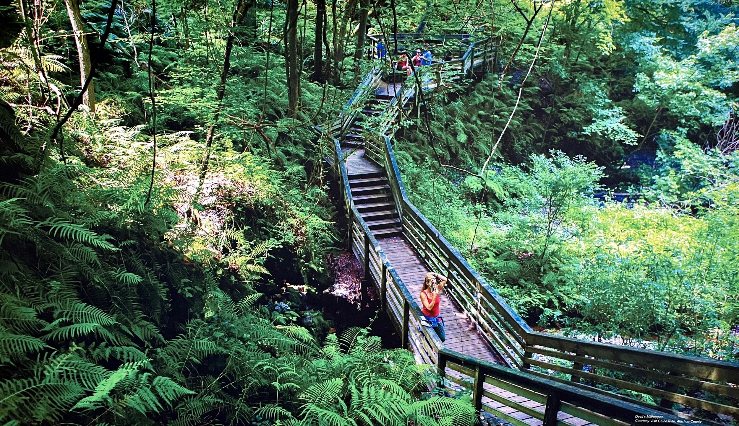A wooden walkway with stairs winding through a lush, green forest with ferns and trees. Several people are walking along the path, and one person is taking a photo with a camera.