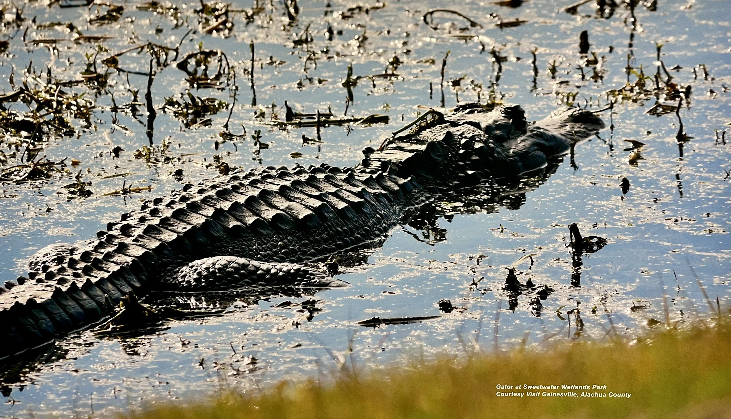 Florida alligator resting in swampy wetlands with sparse vegetation, sunlight reflecting on water