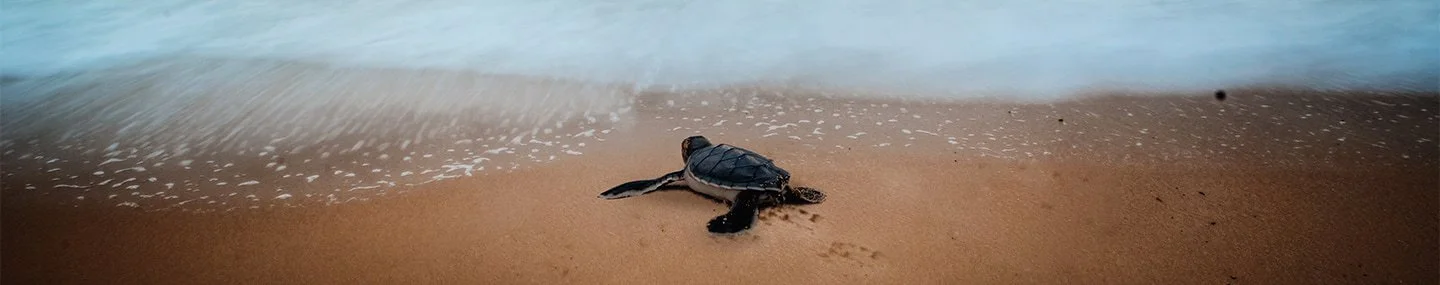 The Privilege of Stewardship