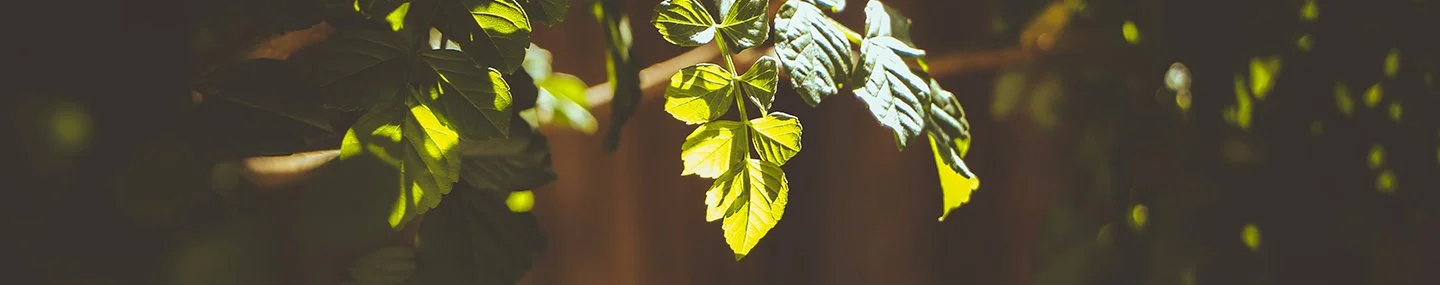 We Need Jesus’ Help