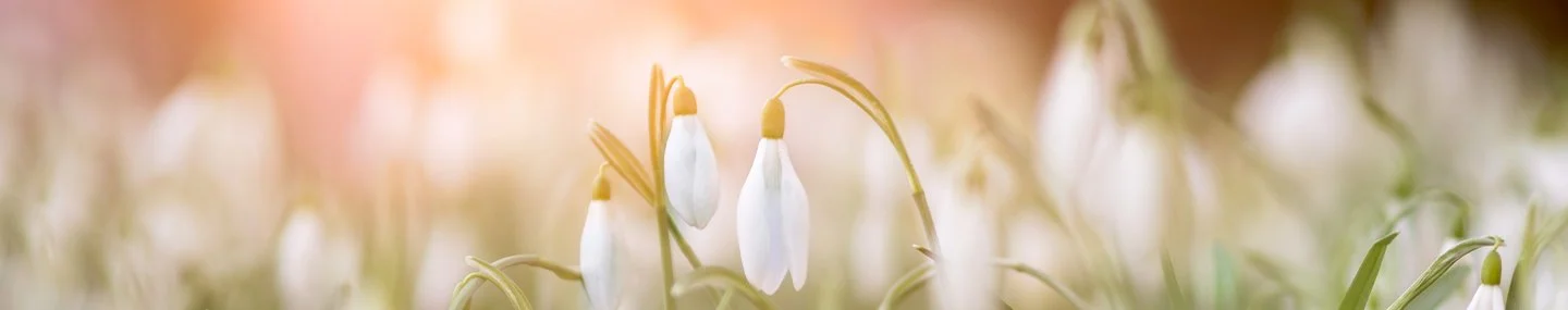 The Miracle of Salvation